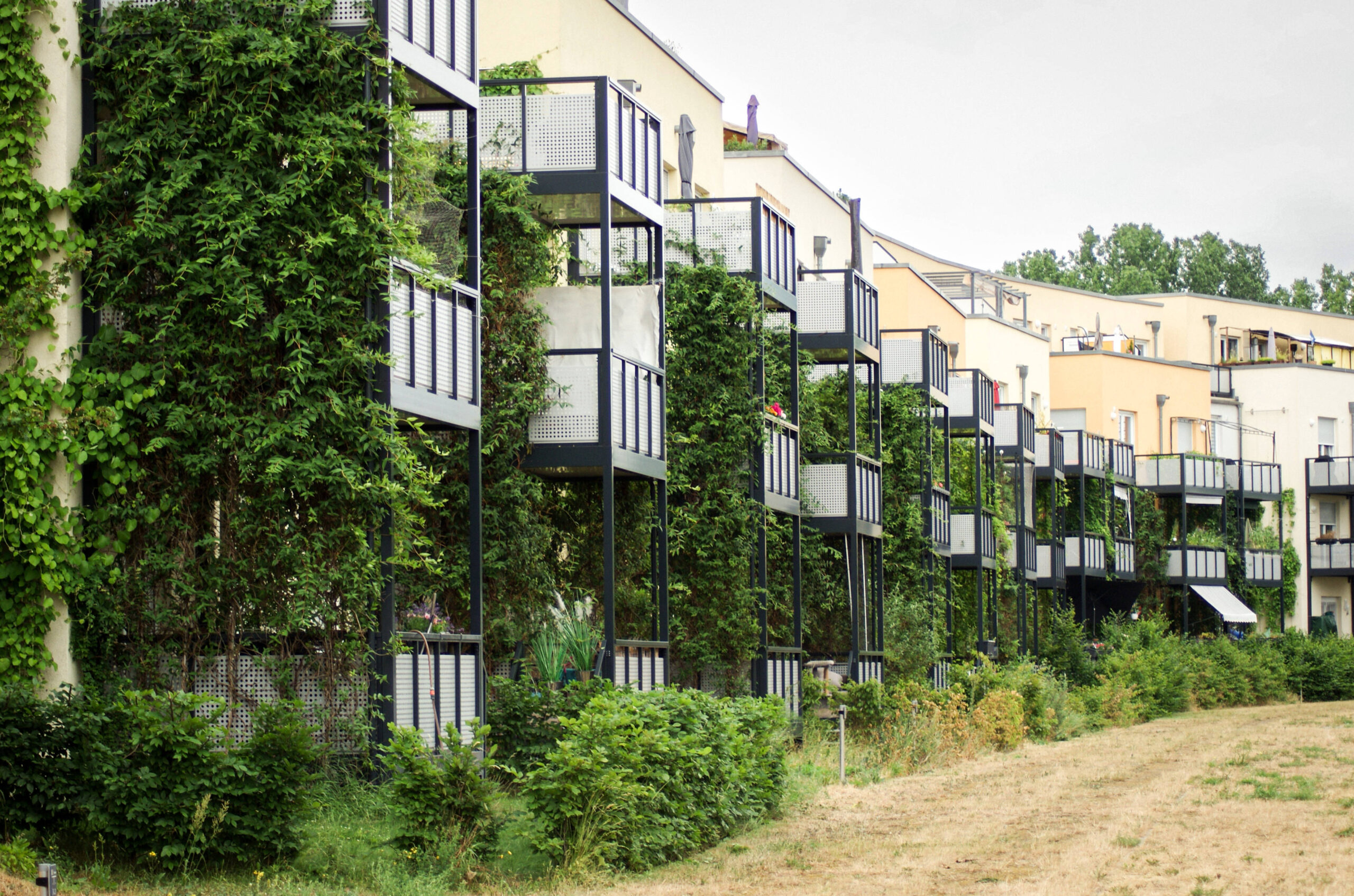 Fassadengrün Teltow