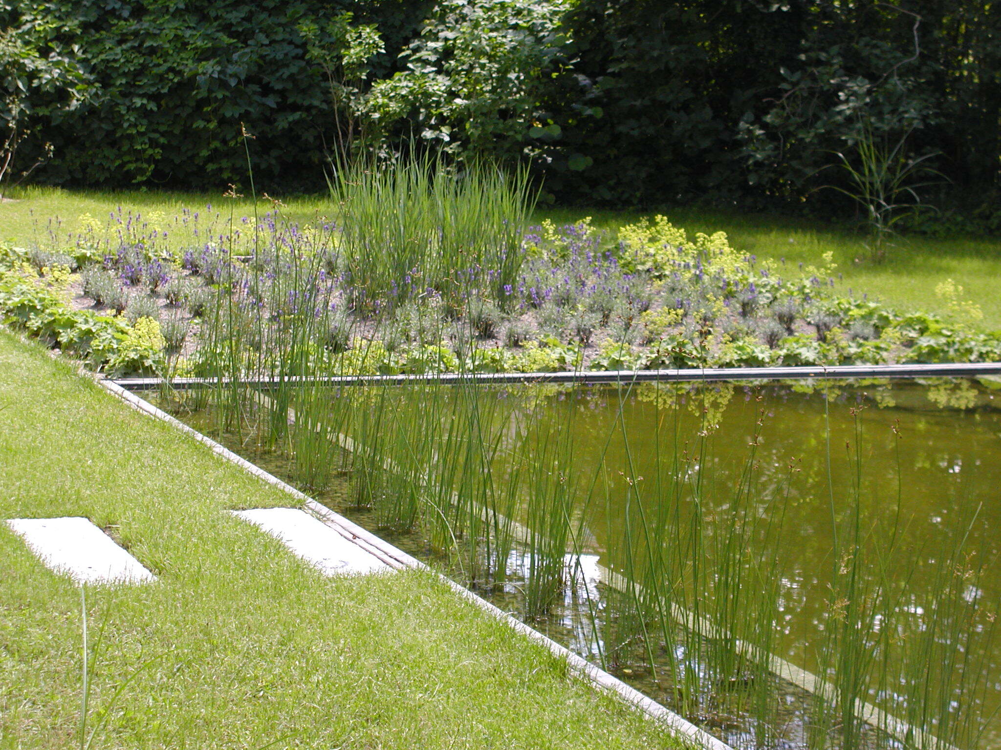 Moderner Wassergarten in Berlin Dahlem