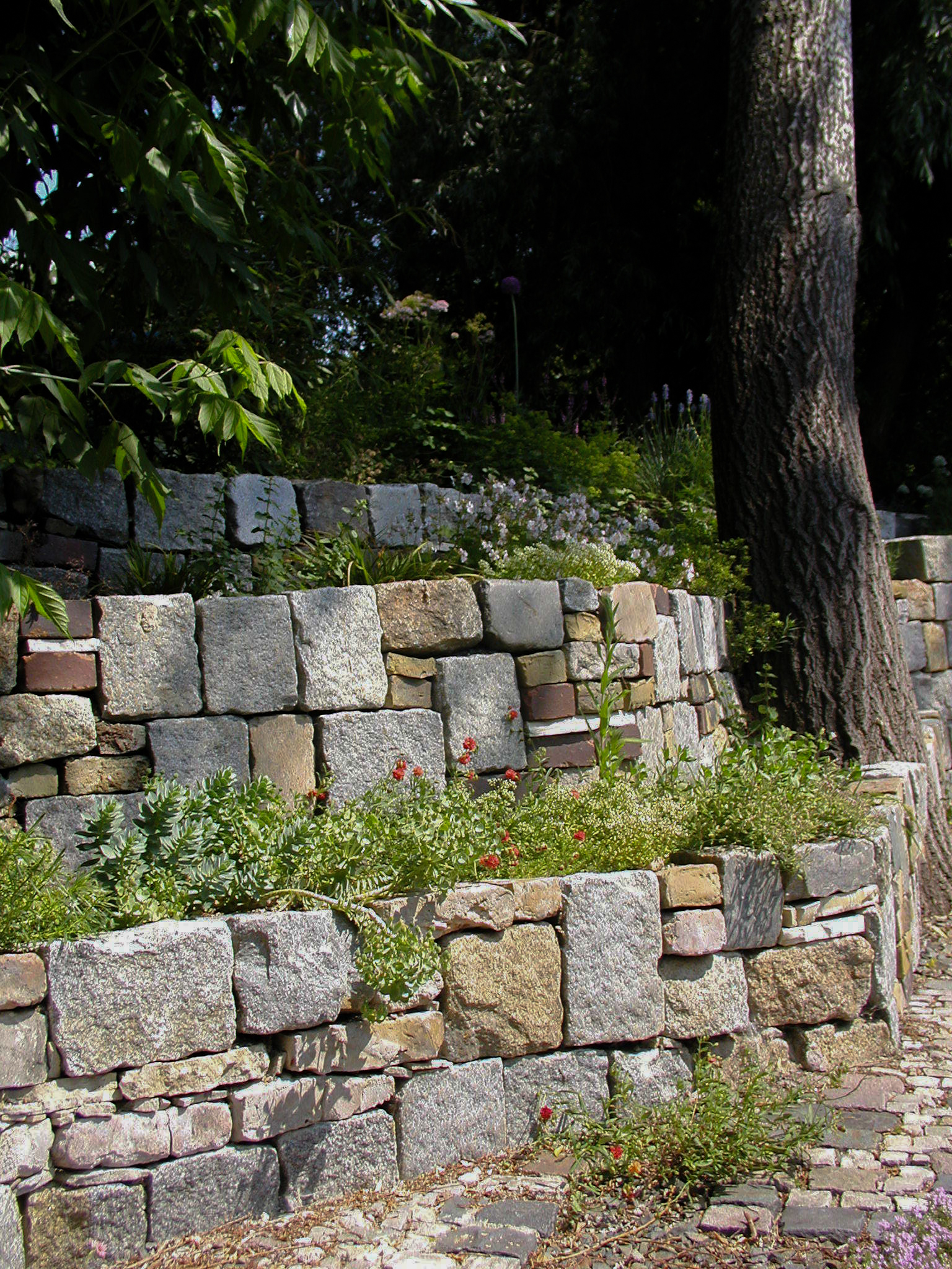 Senkgarten Berlin Lankwitz